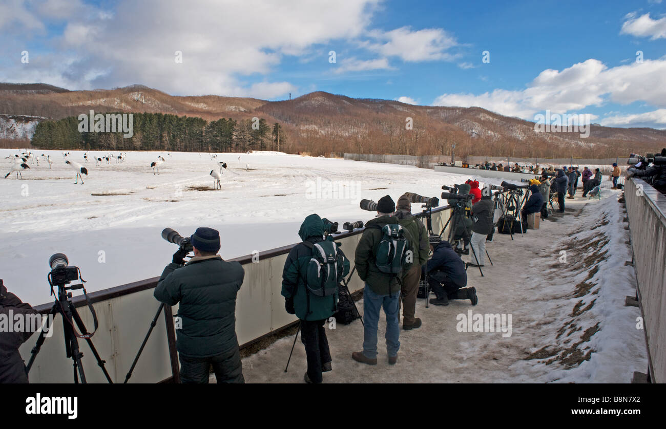 Photographers photographing Red crowned Japanese Cranes at Akan Hokkaido Japan February Stock Photo