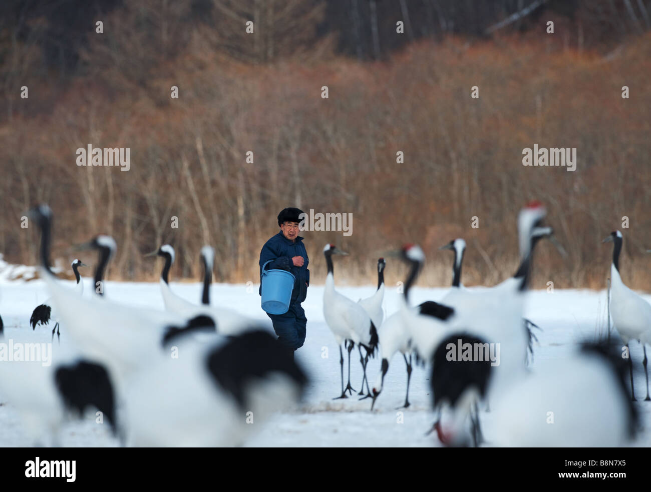 Feeding time at Akan Crane centre among Japanese Cranes Grus japonensis Akan Hokkaido Japan Stock Photo