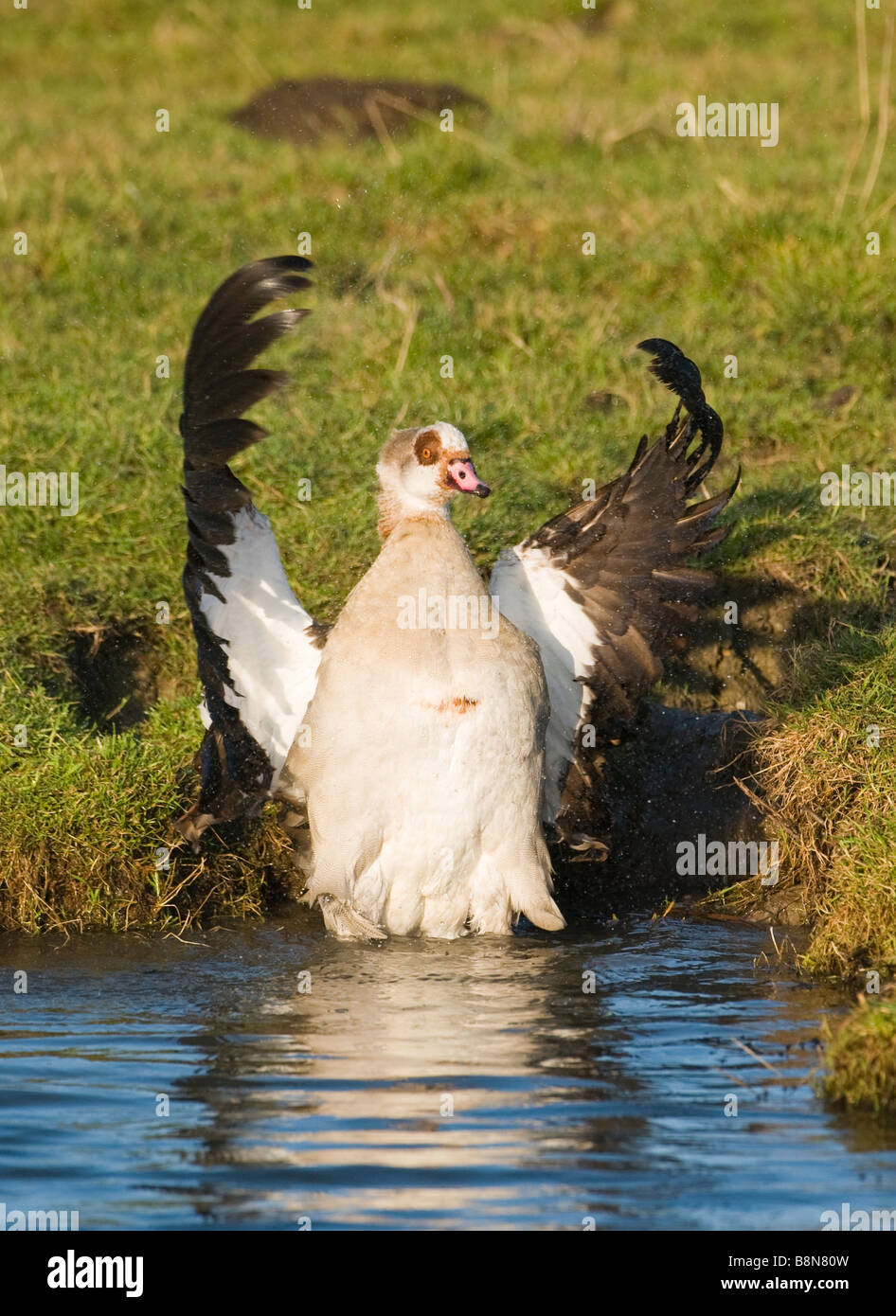 Egyptian Geese Alopochen aegyptiacus Salthouse Norfolk winter Stock Photo