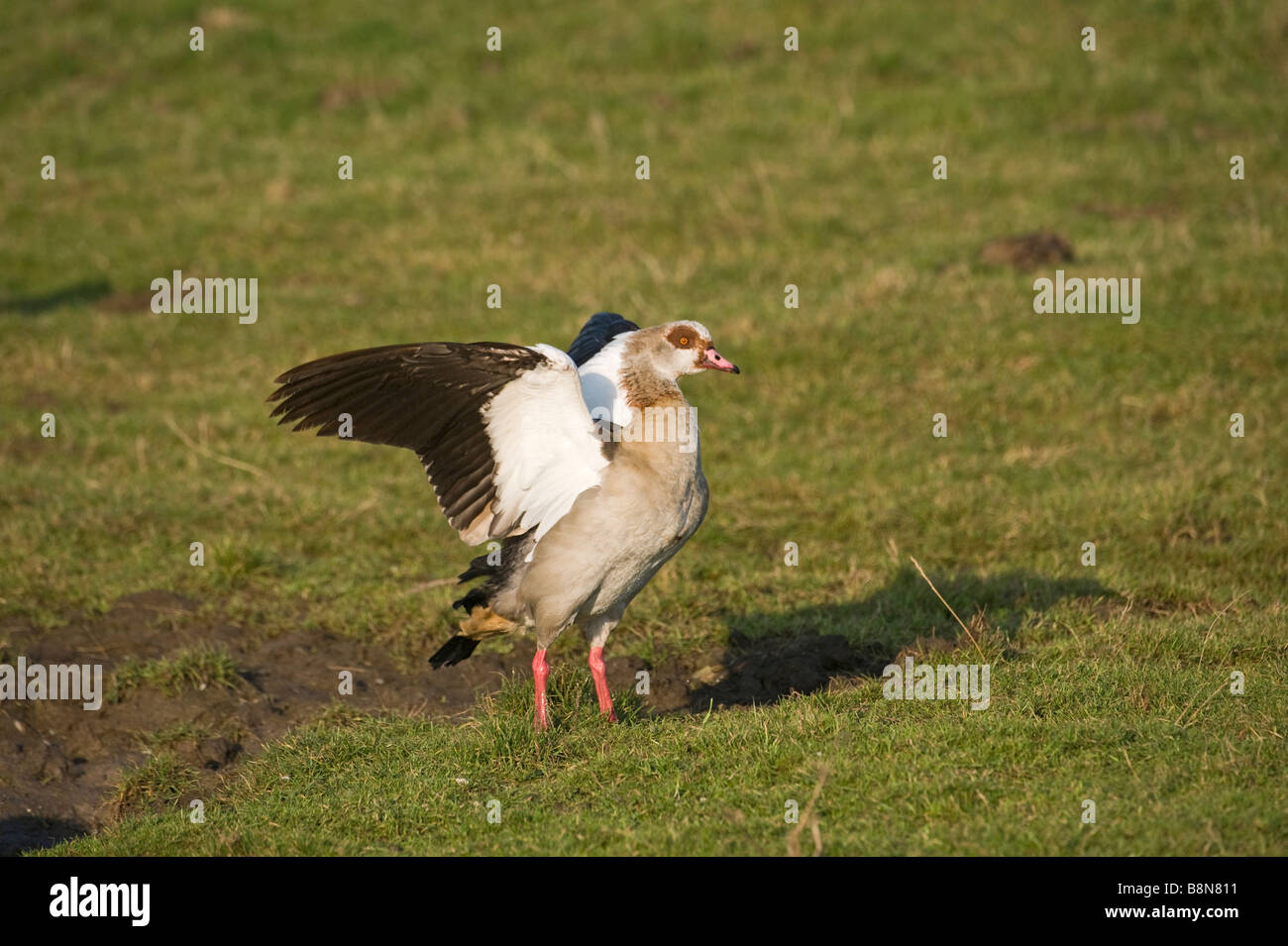 Egyptian Geese Alopochen aegyptiacus Salthouse Norfolk winter Stock Photo