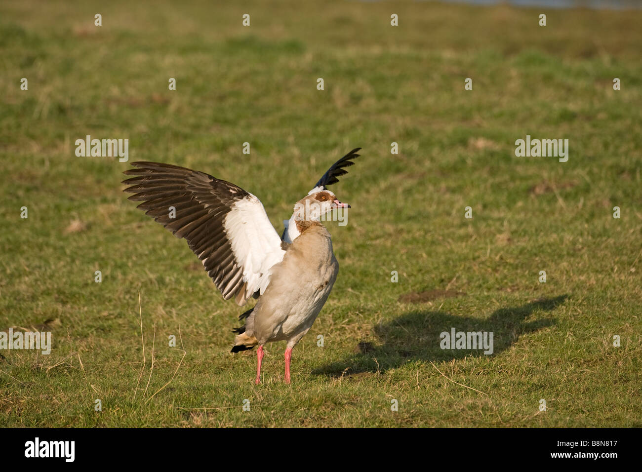 Egyptian Goose Alopochen aegyptiacus Salthouse Norfolk winter Stock Photo