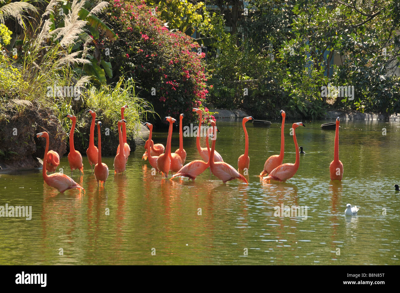 Pink Flamingos on zoo pond. Stock Photo