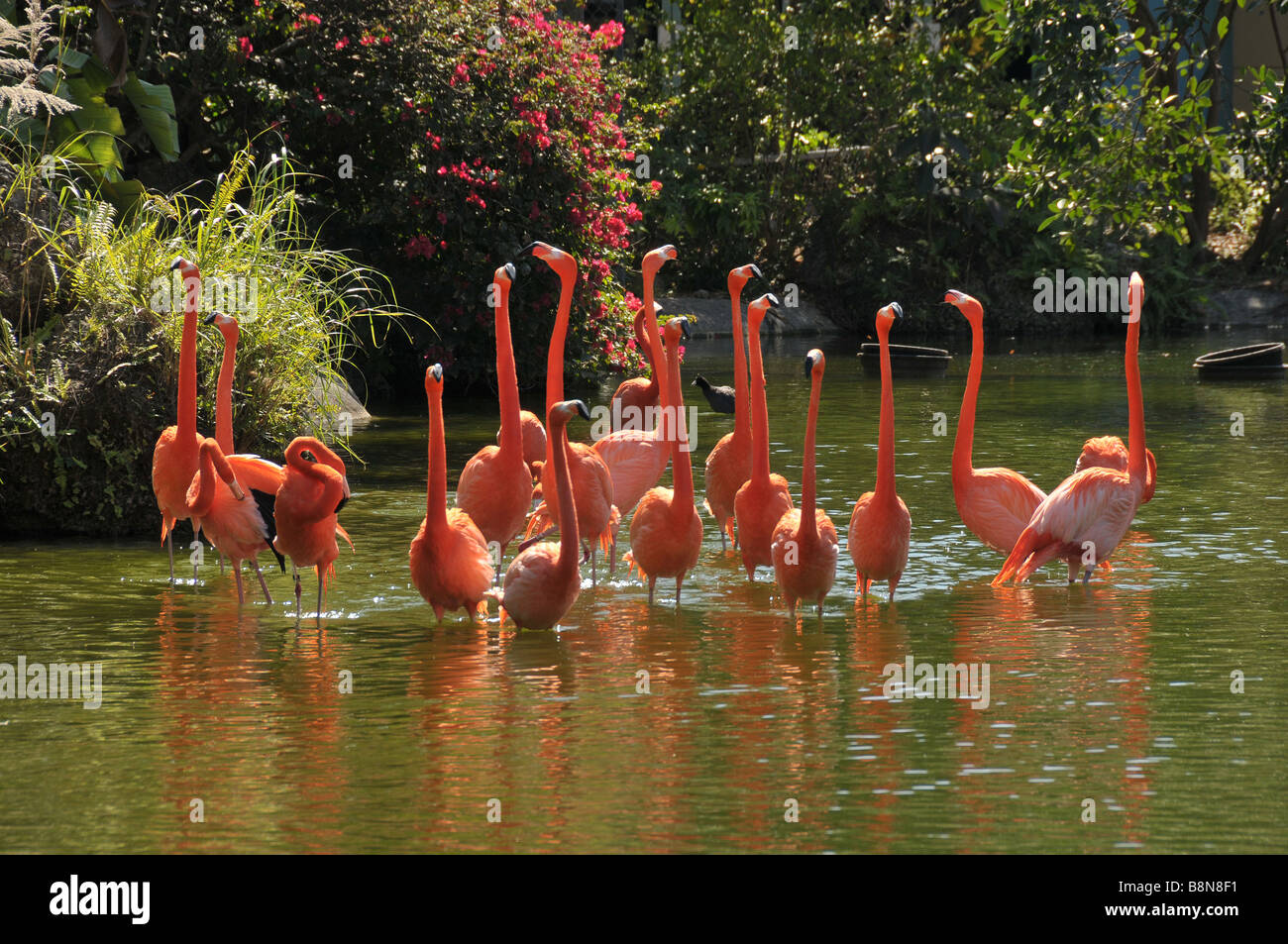 Pink Flamingos on zoo pond. Stock Photo