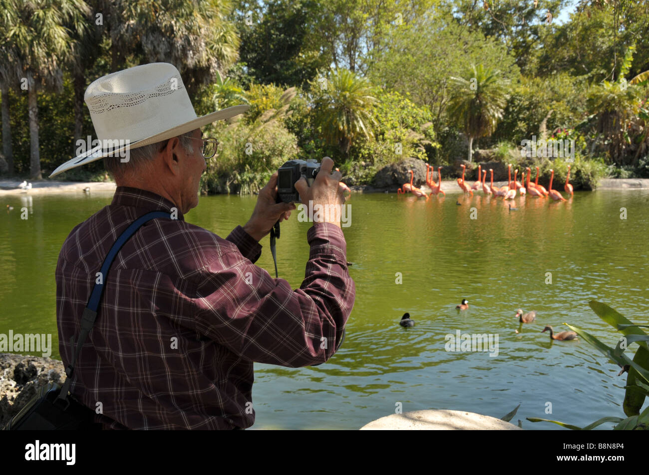 Zoo visitor taking pictures of pink flamingos. Stock Photo