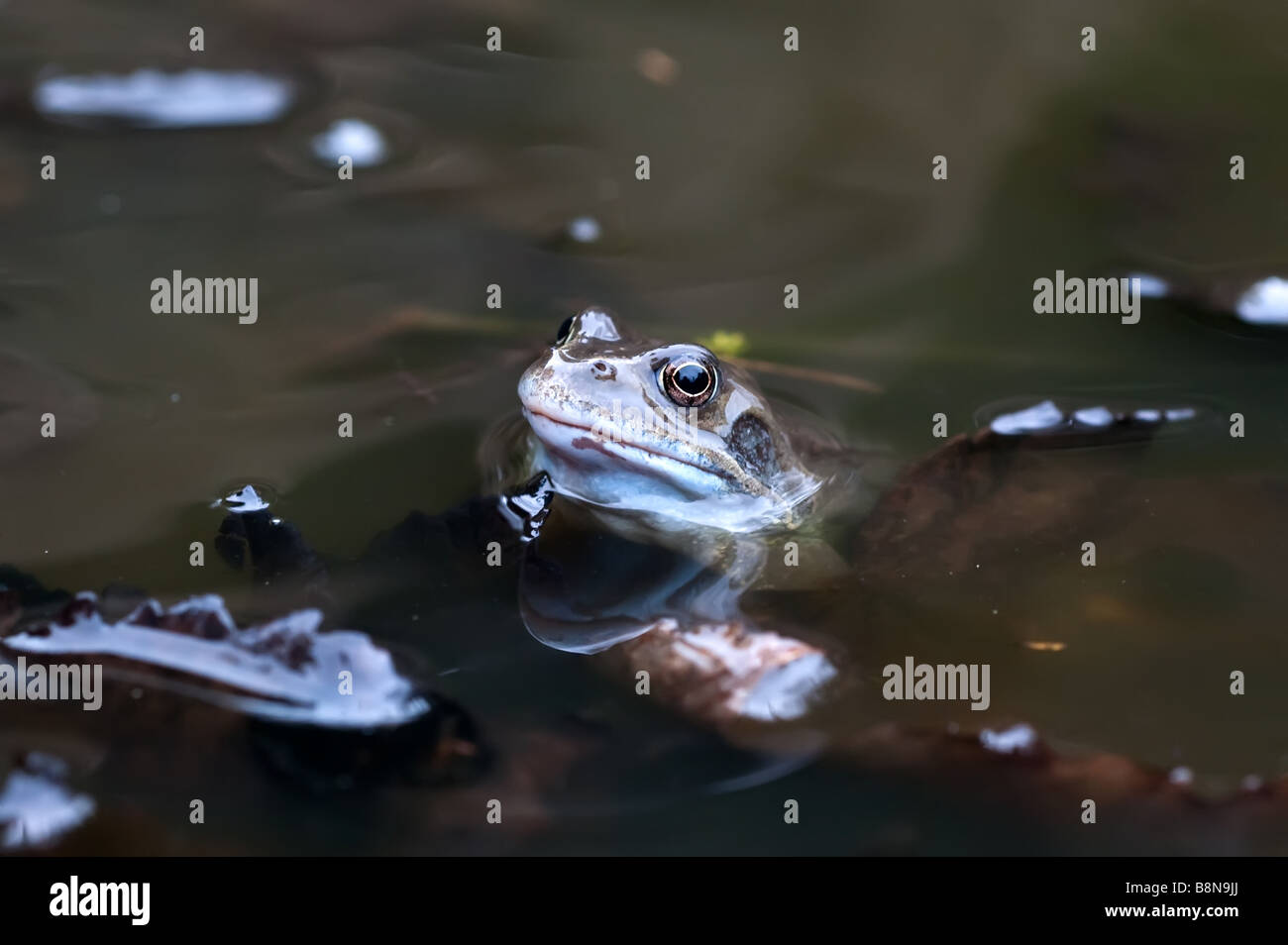 frog looking out from pond Stock Photo - Alamy