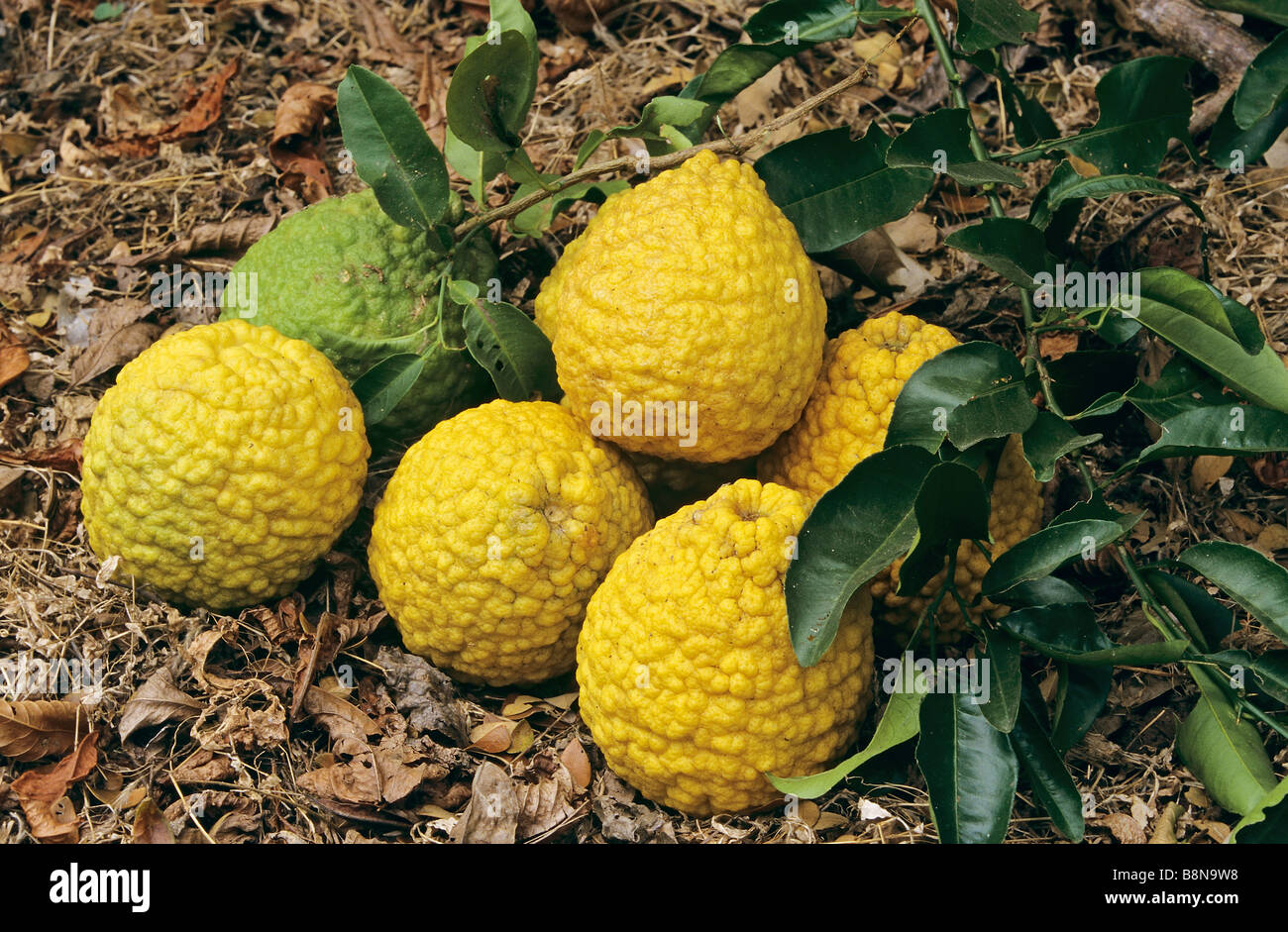 Citrons / Citrus medica Stock Photo