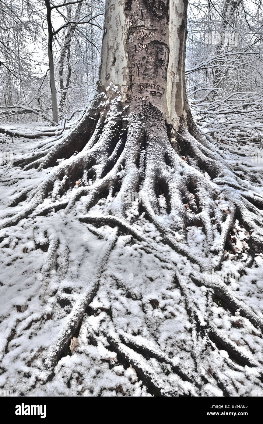 Tree Roots In The Winter