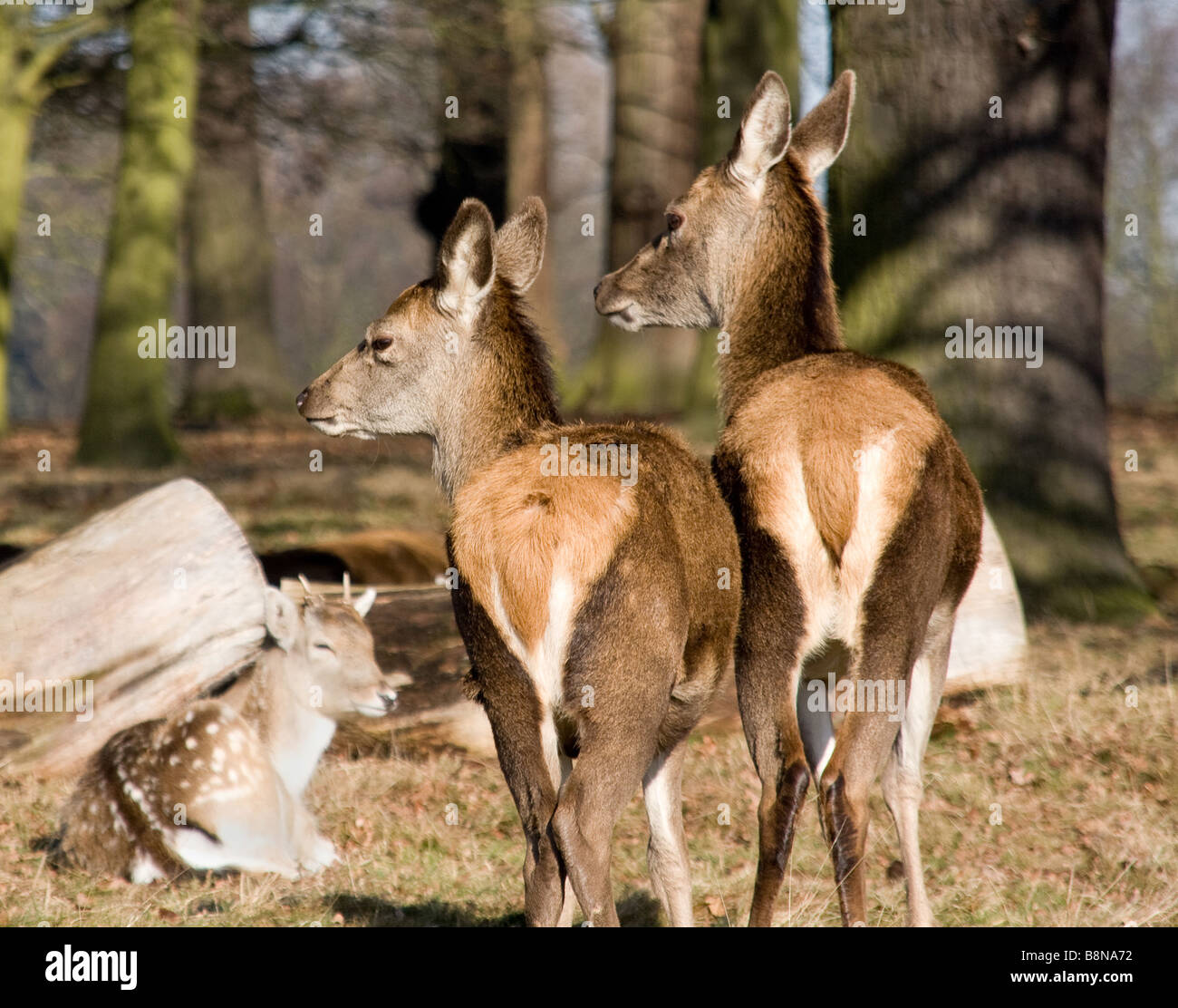 Two young red deer with a fallow deer in the background Stock Photo