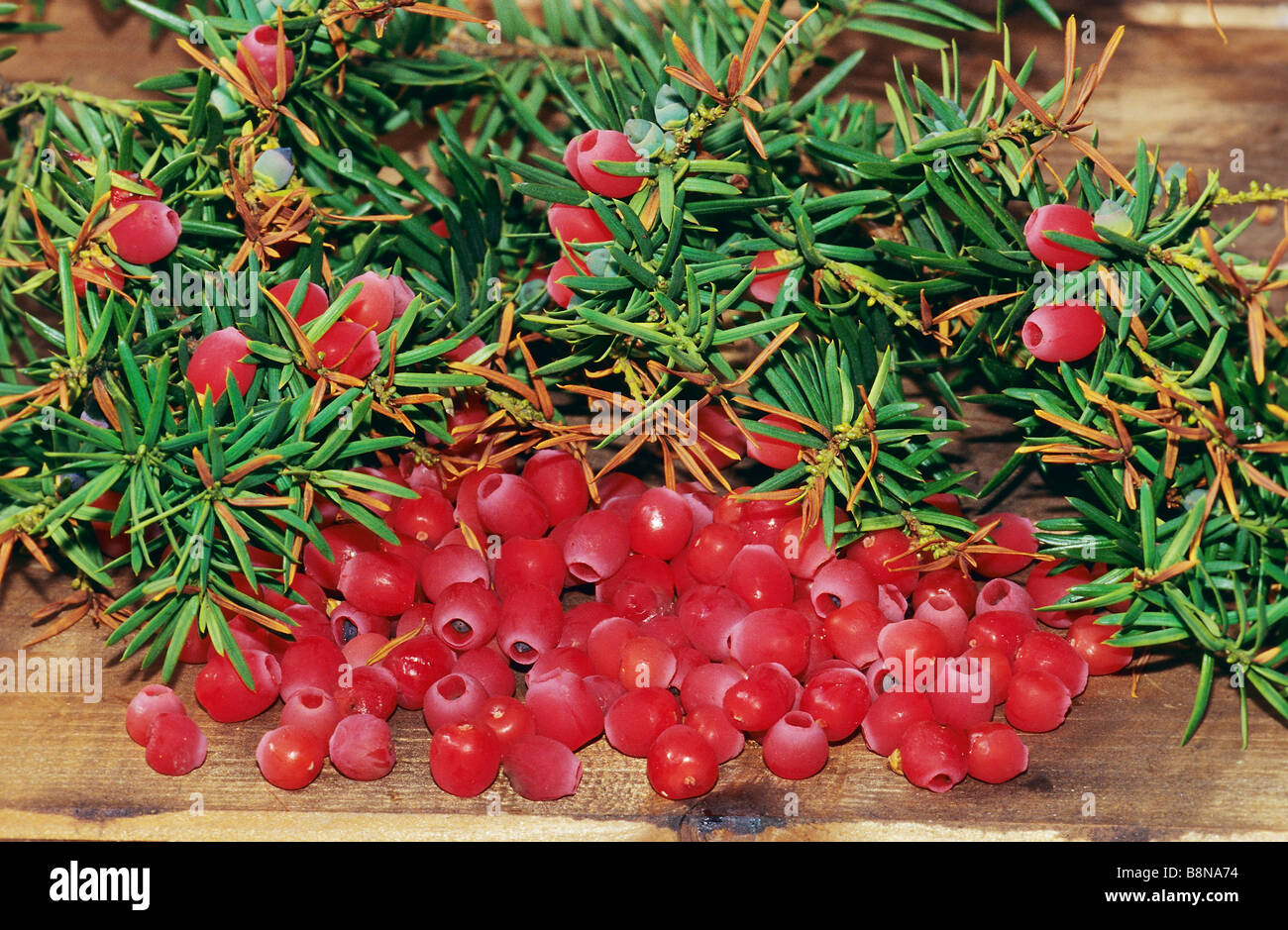 Yew berries / Taxus Stock Photo Alamy