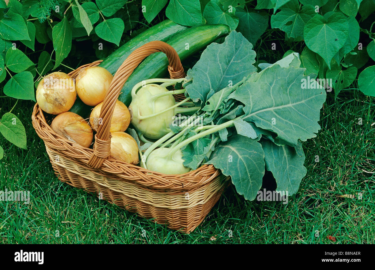 German turnips hires stock photography and images Alamy