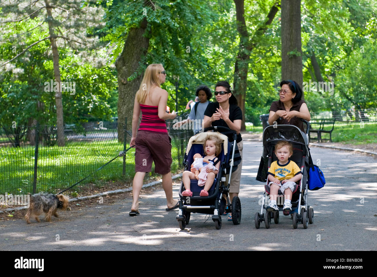 Two women pushing toddlers in strollers and a woman walking a small dog in Central park Stock Photo
