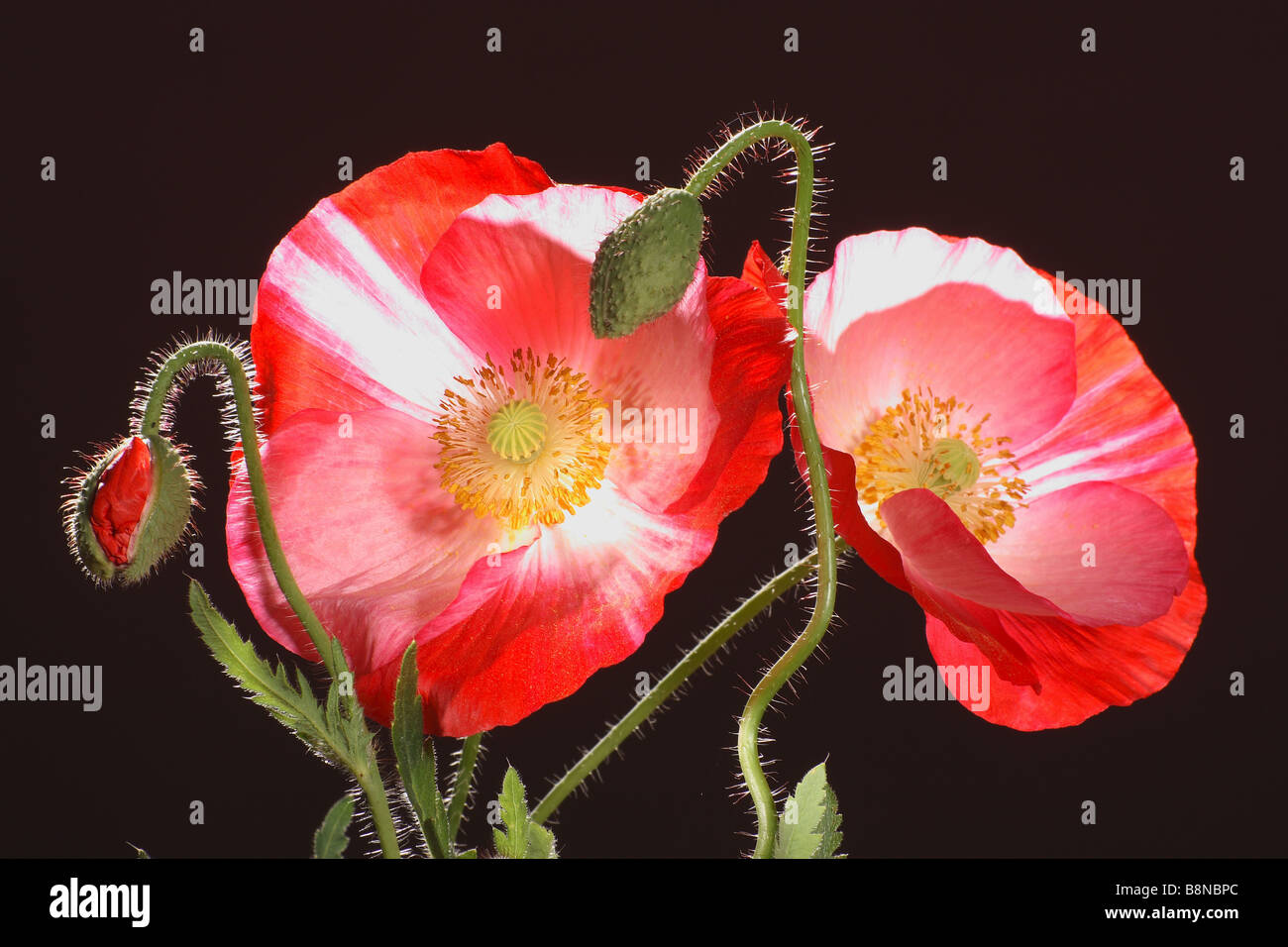 poppy - blossoms in front of black background Stock Photo