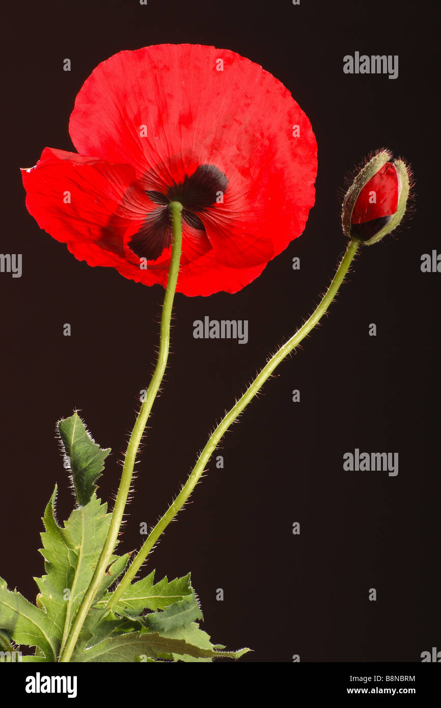 poppy and blossom
