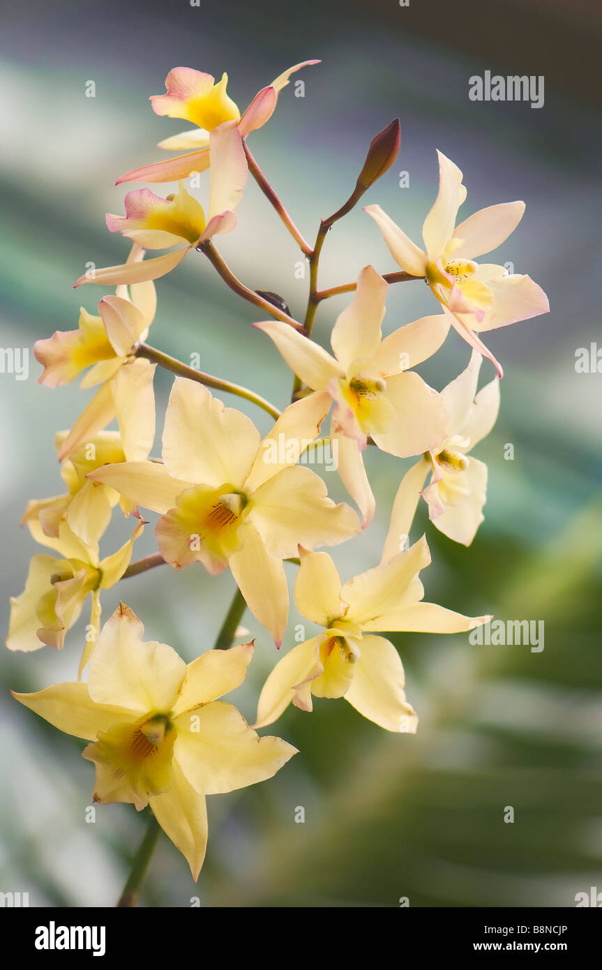 Blossoming Cream Colored Dialaelia Orchid Stock Photo