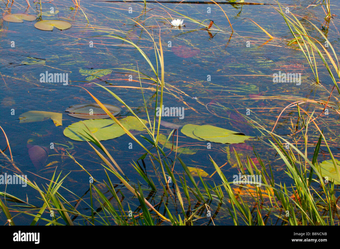 Water lilies and aquatic plants in the Kwando River Stock Photo