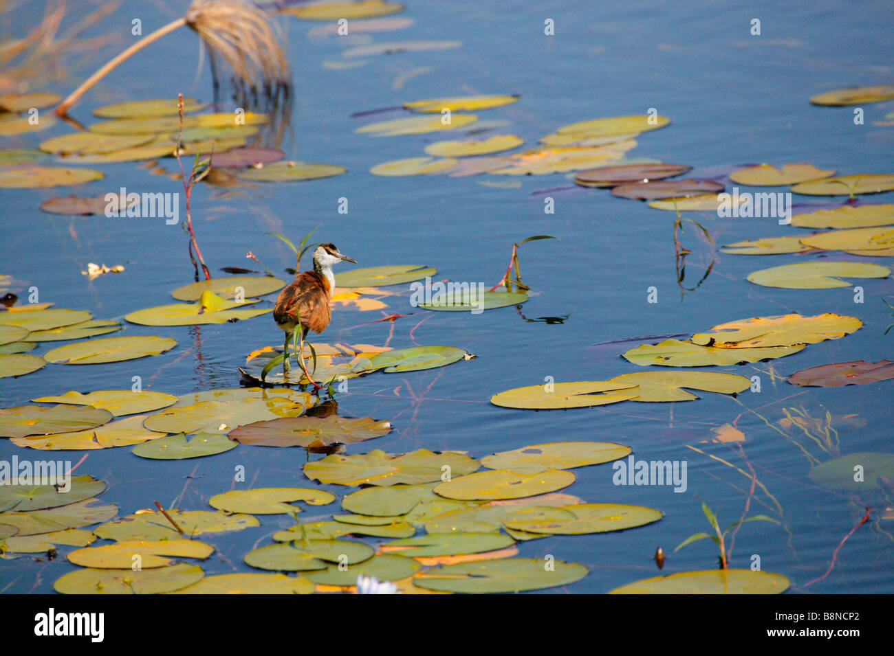 An immature Jacana foraging for insects while walking on floating water lily leaves Stock Photo