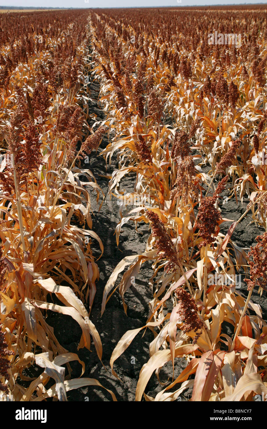 Sorghum plantation hi-res stock photography and images - Alamy