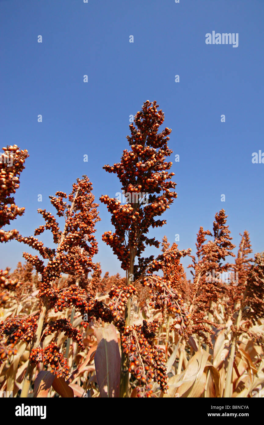 A large sorghum field ready for harvesting Stock Photo