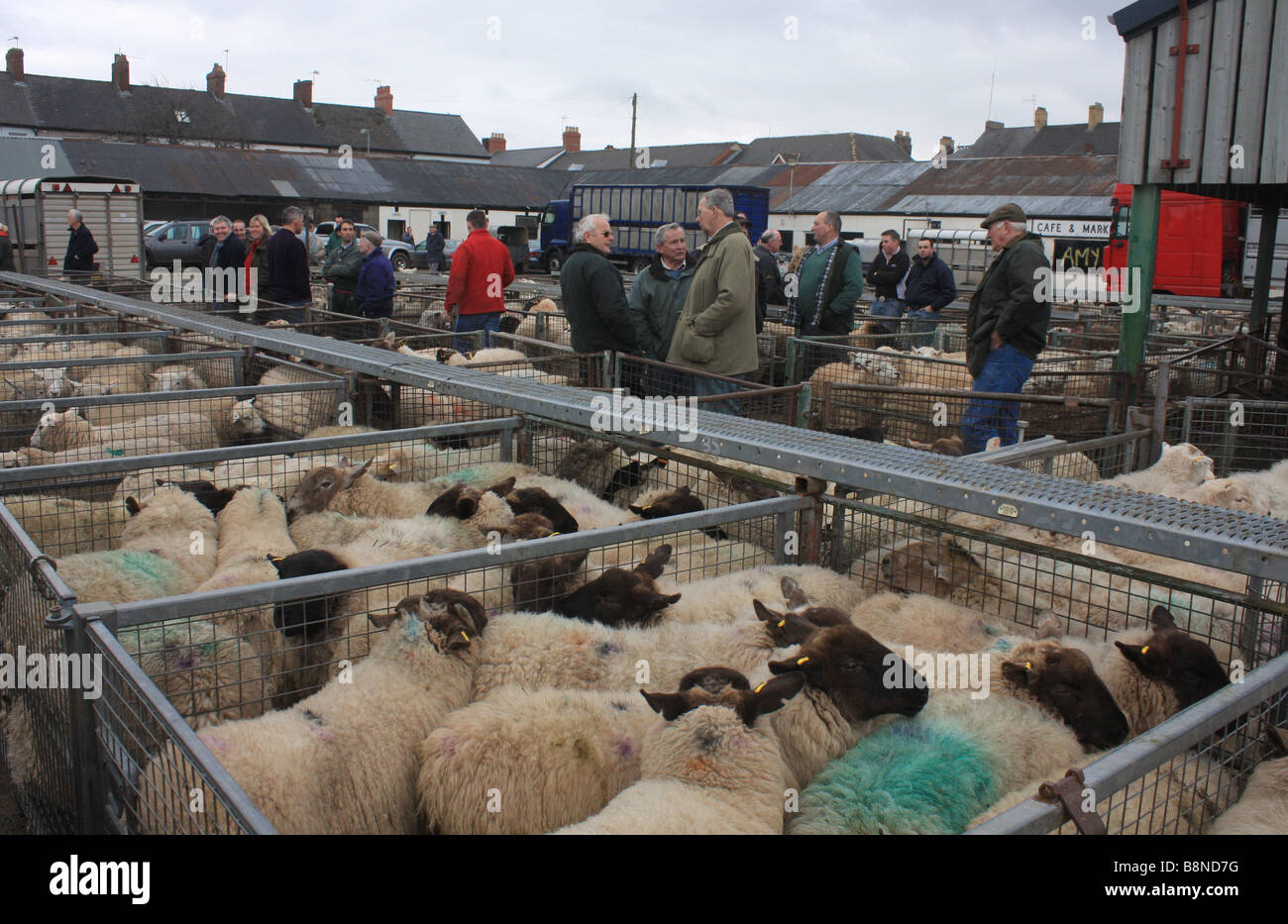 Sheep sale wales hires stock photography and images Alamy