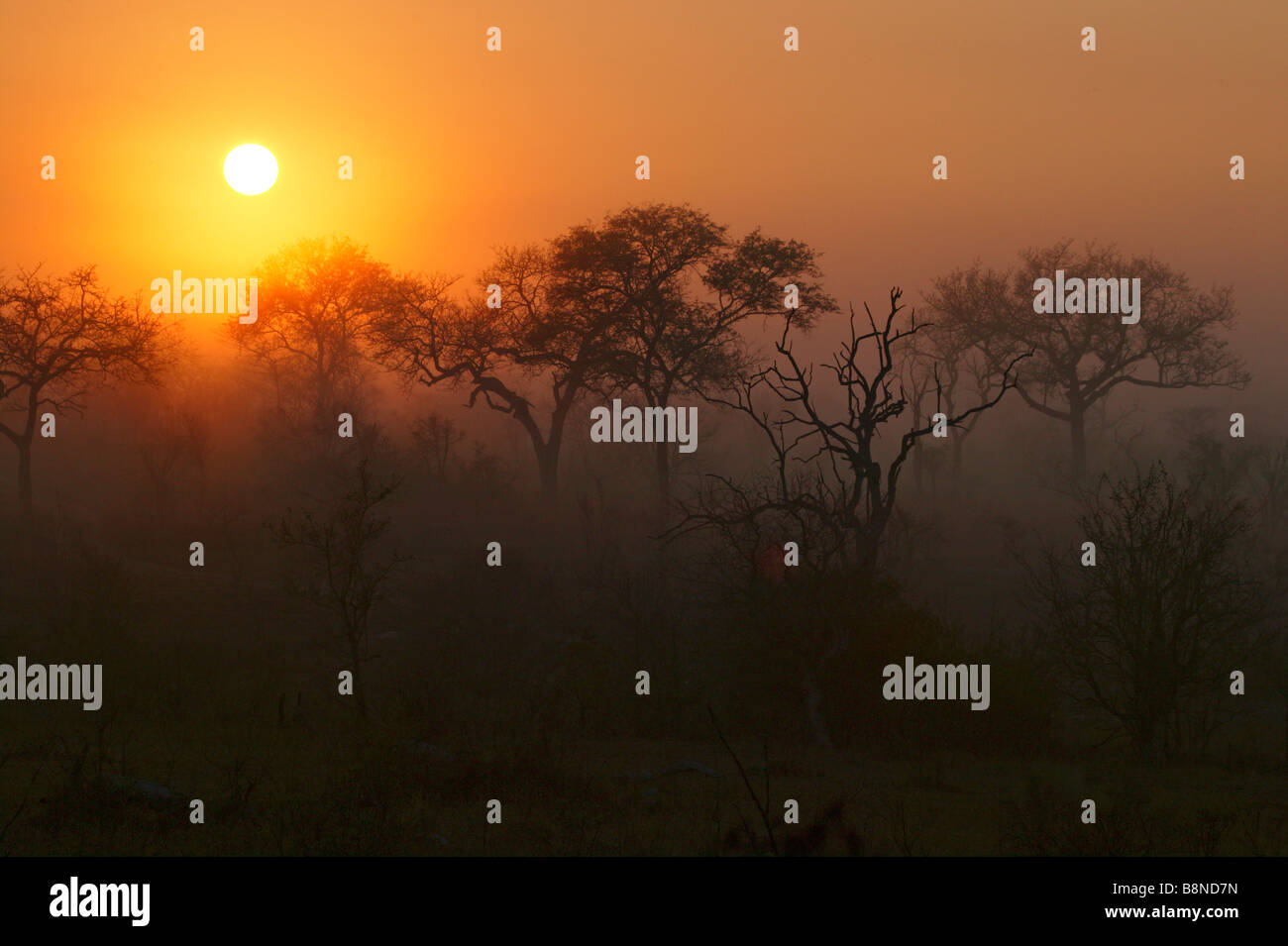 Morning silhouette of trees at dawn on a misty morning Stock Photo