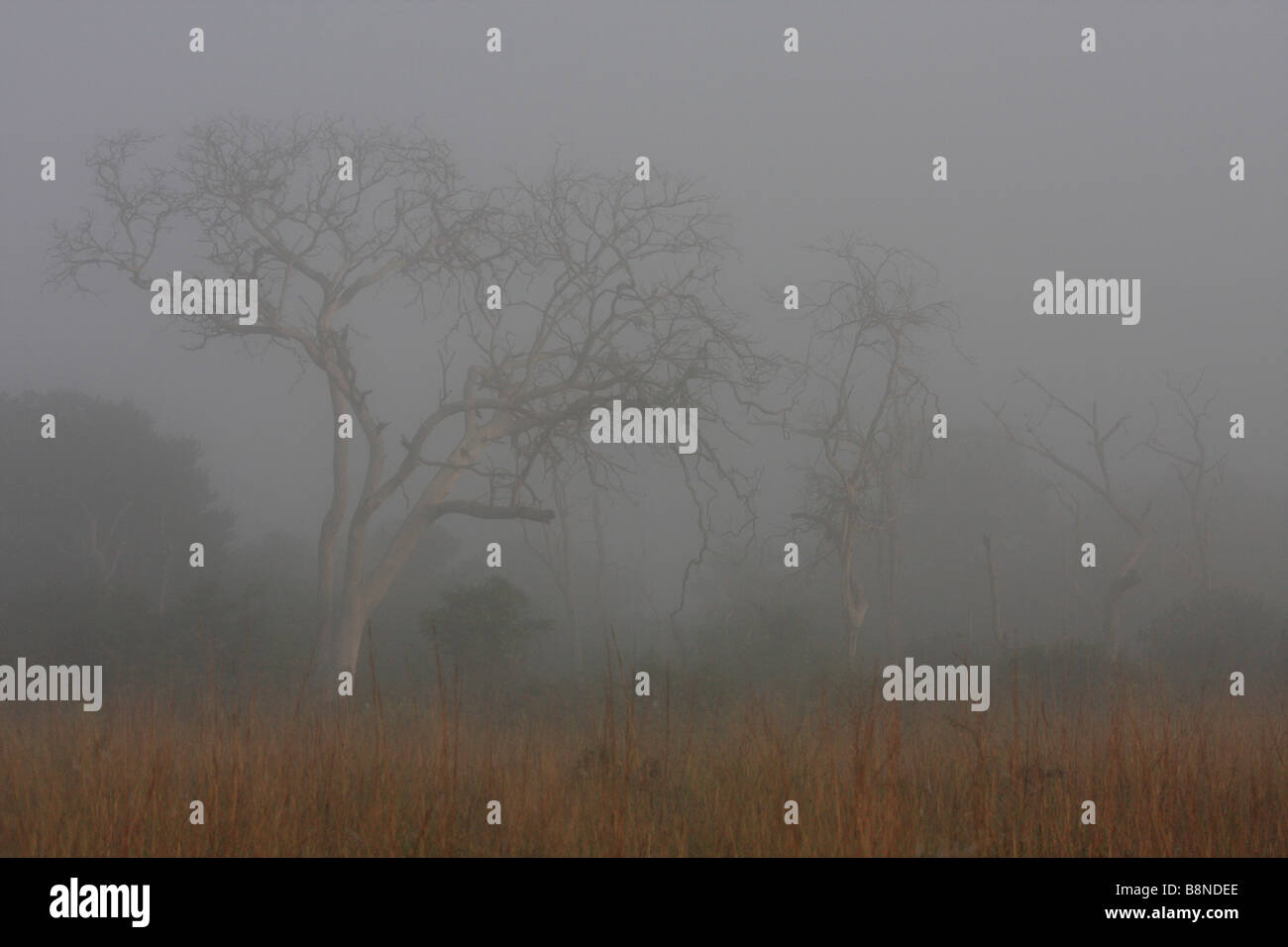 Scenic view of trees on a  misty morning Stock Photo
