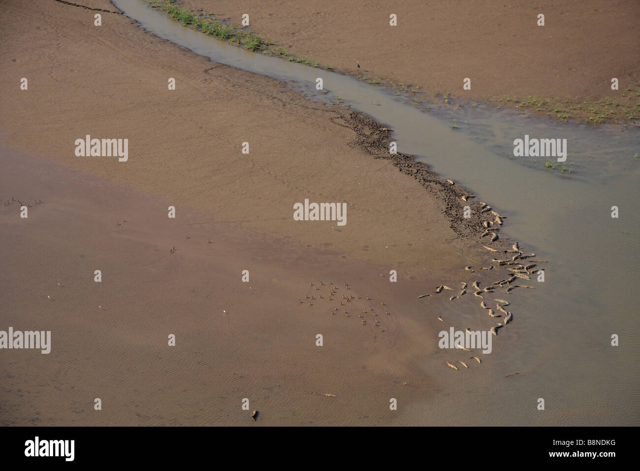 Aerial view of Banzi pan with crocodiles lying on the mud flats sunning themselves Stock Photo