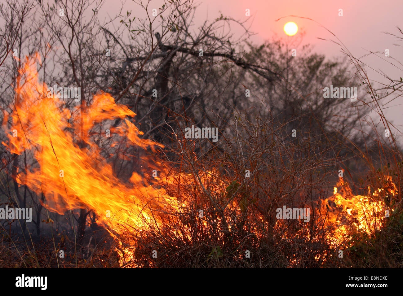 Raging veld fire in Tembe Elephant Park Stock Photo