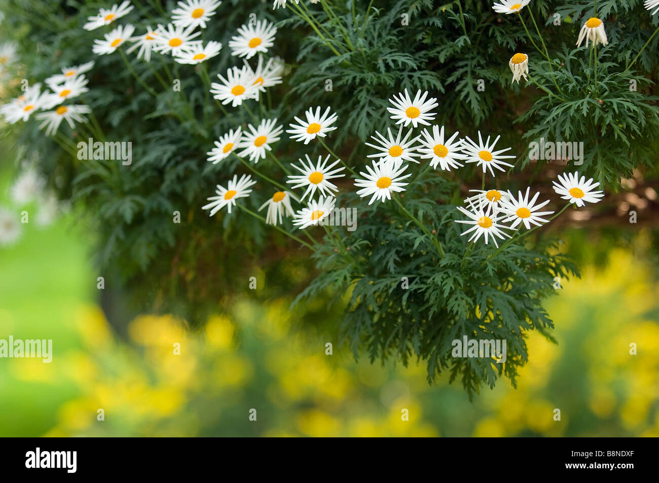 Hanging basket with white marguerite daisies Stock Photo Alamy