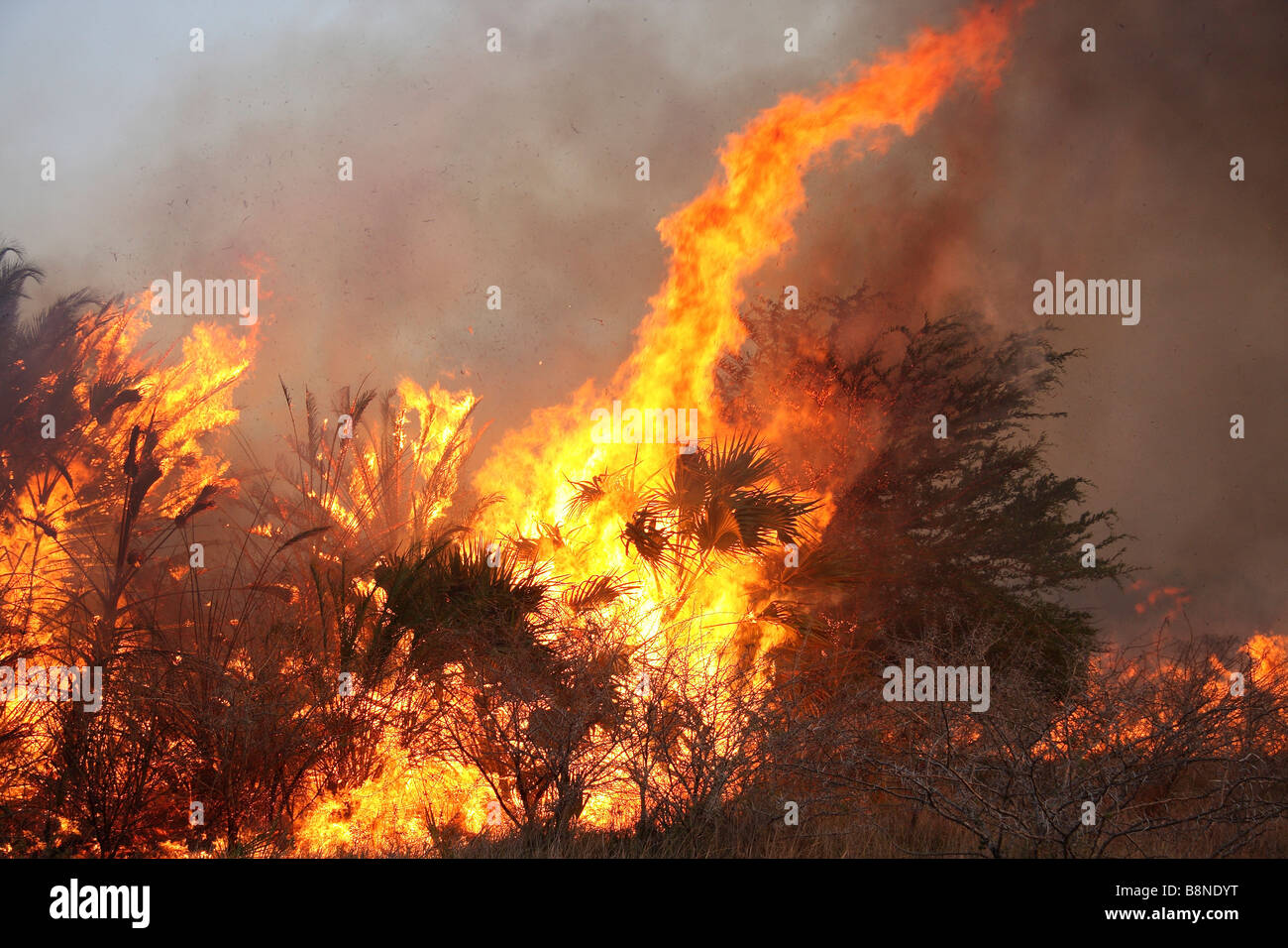 Raging veld fire in Tembe Elephant Park Stock Photo