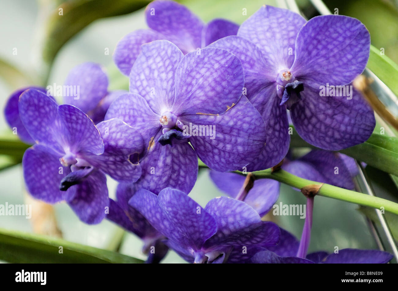 Vivid blue flowers of vanda orchid Stock Photo