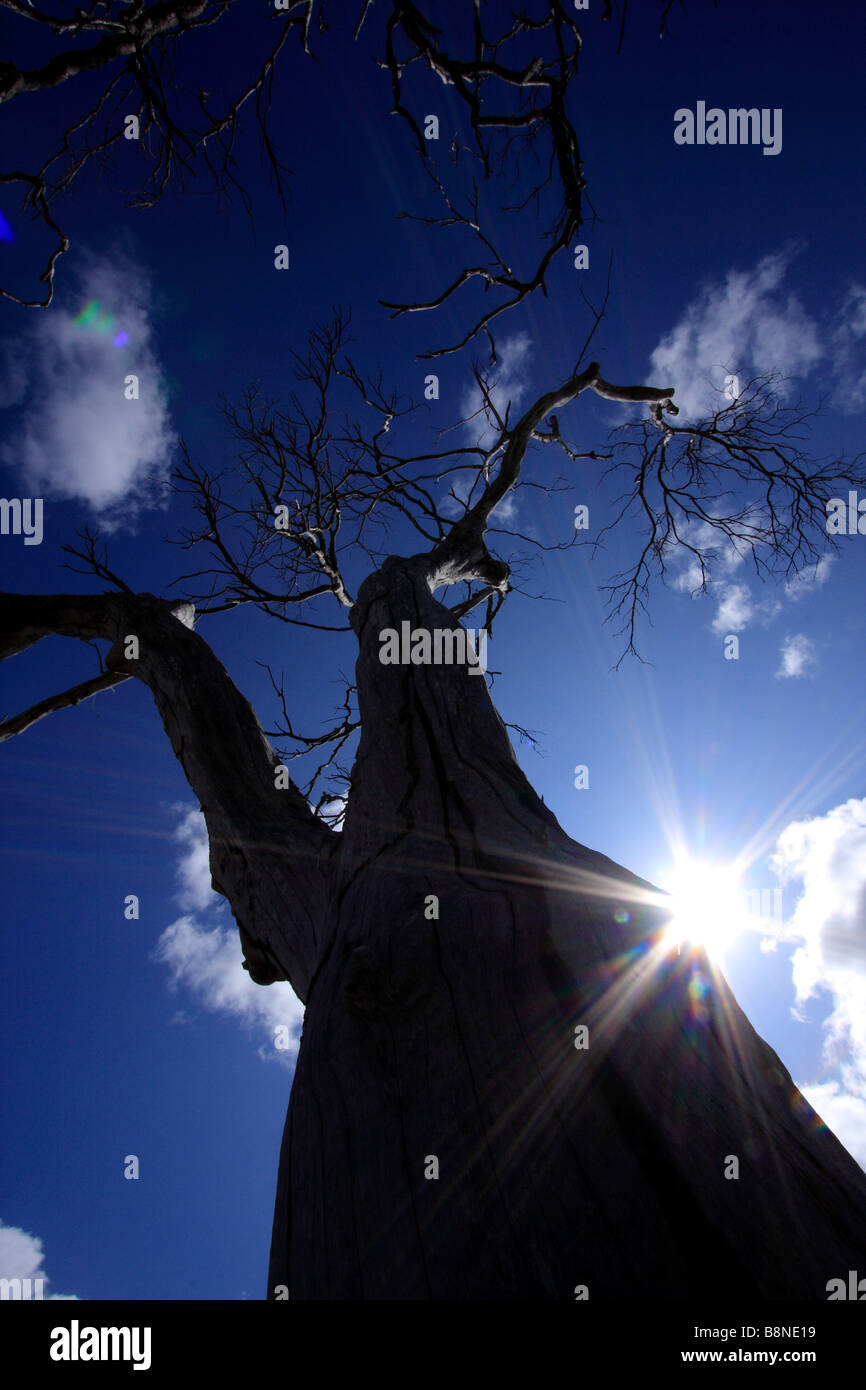 Dead tree silhouette against a deep blue sky with scattered clouds Stock Photo