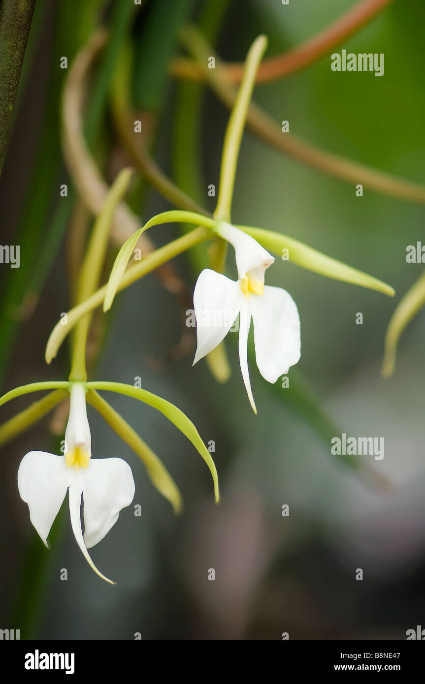 Fragrant  Epidendrum parkinsonianum orchid . Two similar flowers white with green Stock Photo