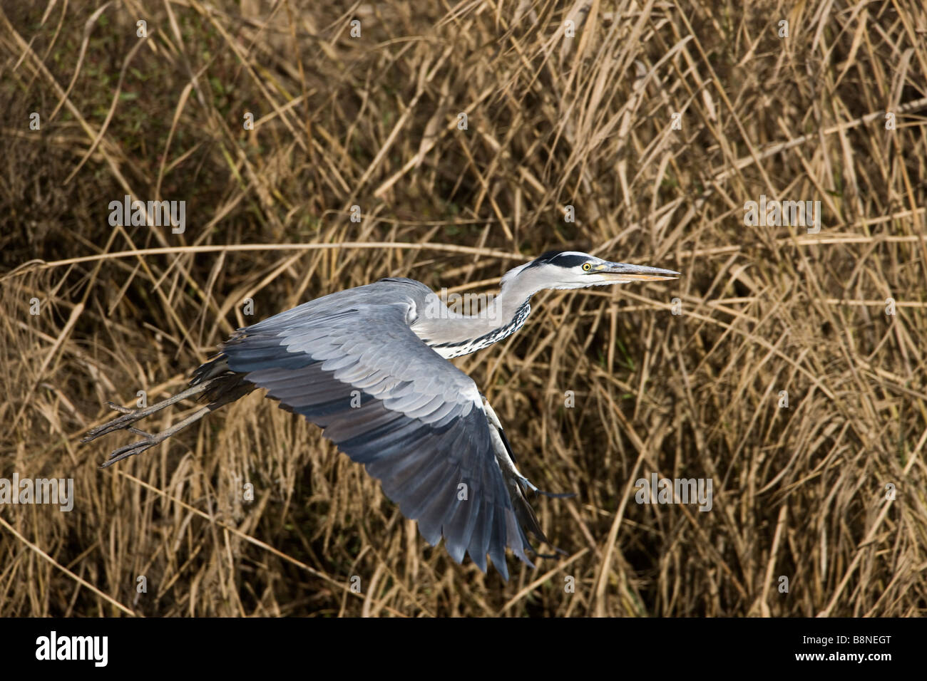 Reed bed birds hires stock photography and images Alamy