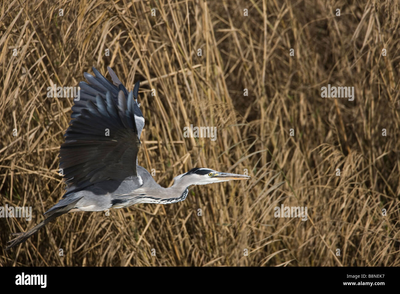 Reed bed birds hires stock photography and images Alamy
