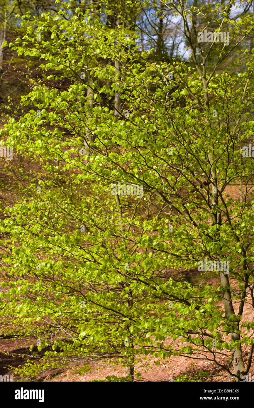 Beech tree sapling hires stock photography and images Alamy