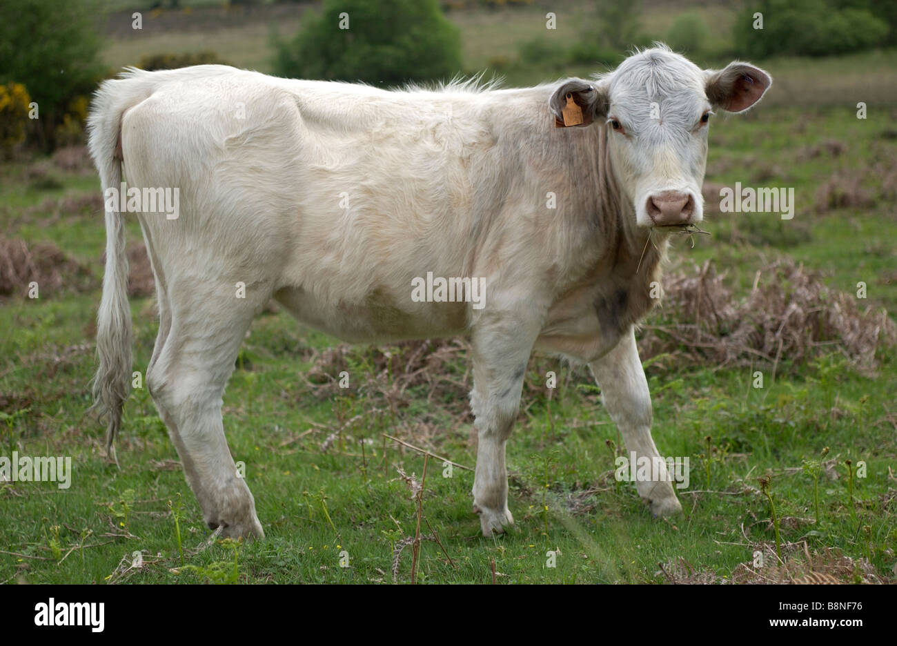 Cow in the new Forest, Hampshire, UK Stock Photo Alamy