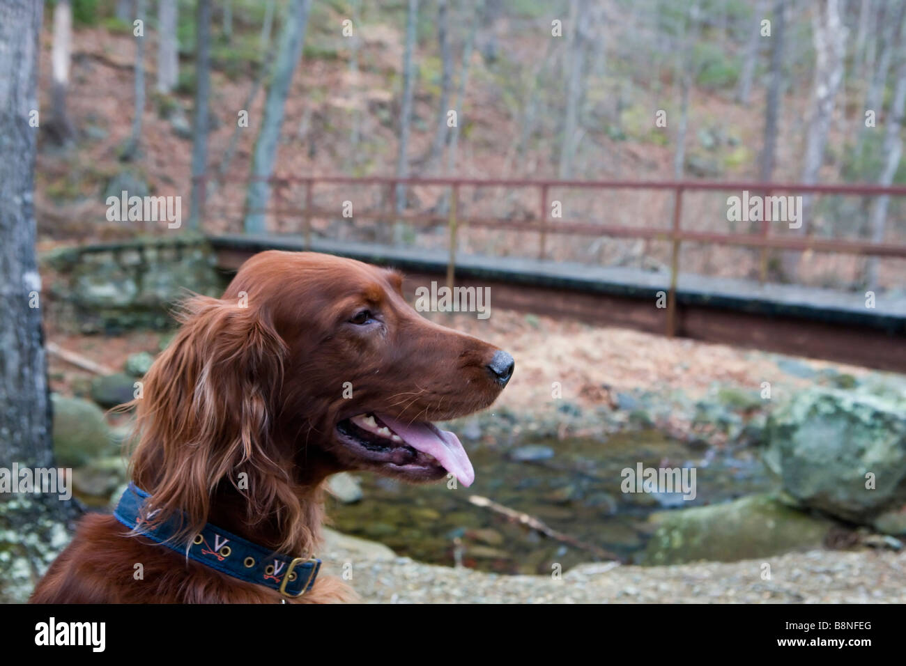 An Irish Setter sits in front of a footbridge Whiteoak Canyon Trail and Falls Shenandoah National Park Virginia Stock Photo