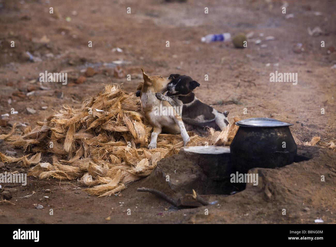 Two dogs playing amongst coconut husks in India Stock Photo