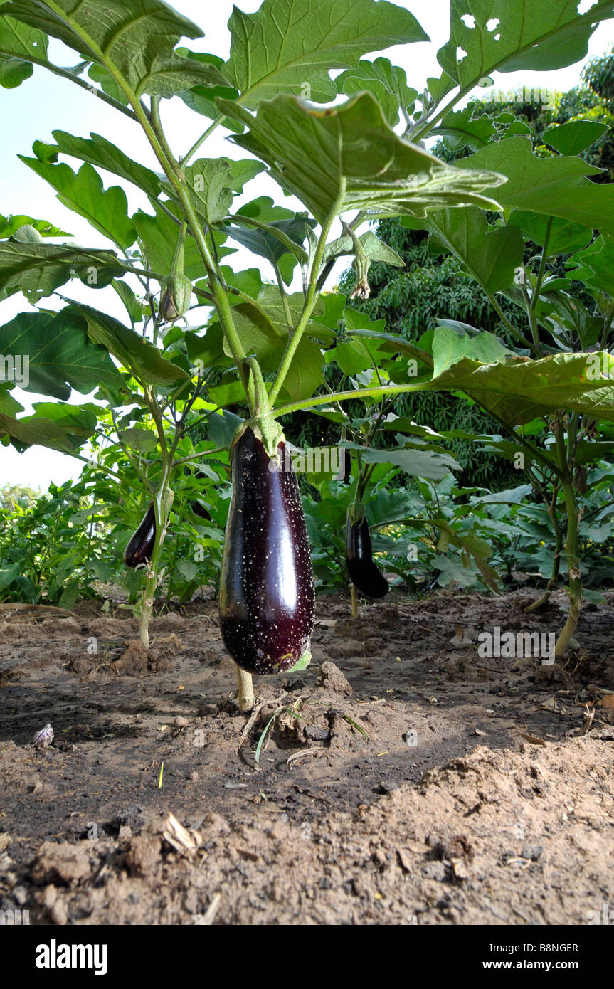Aubergine plant hi-res stock photography and images - Alamy