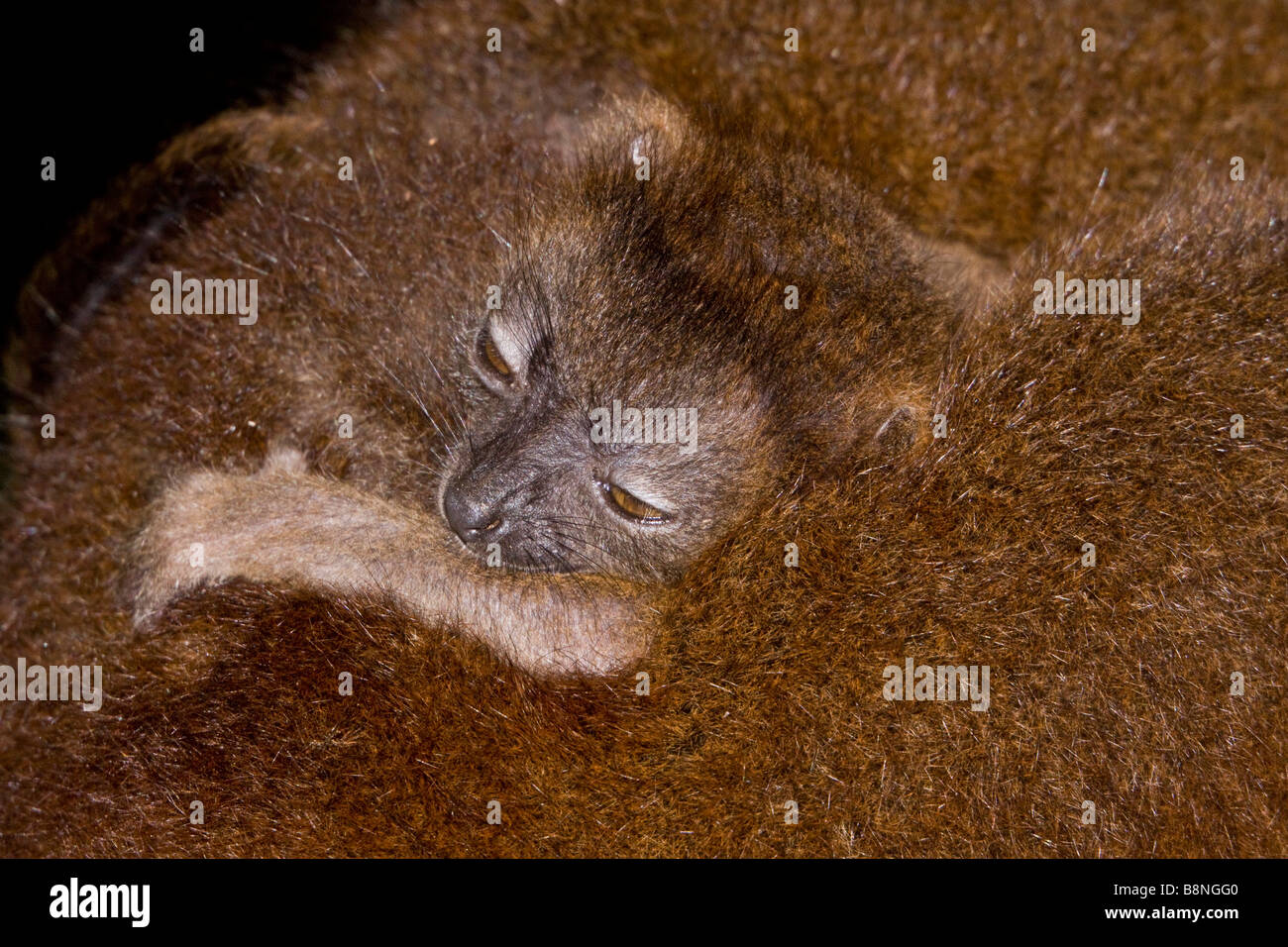 Young White fronted brown Lemur in mothers fur Nosy Mangabe Madagascar Stock Photo