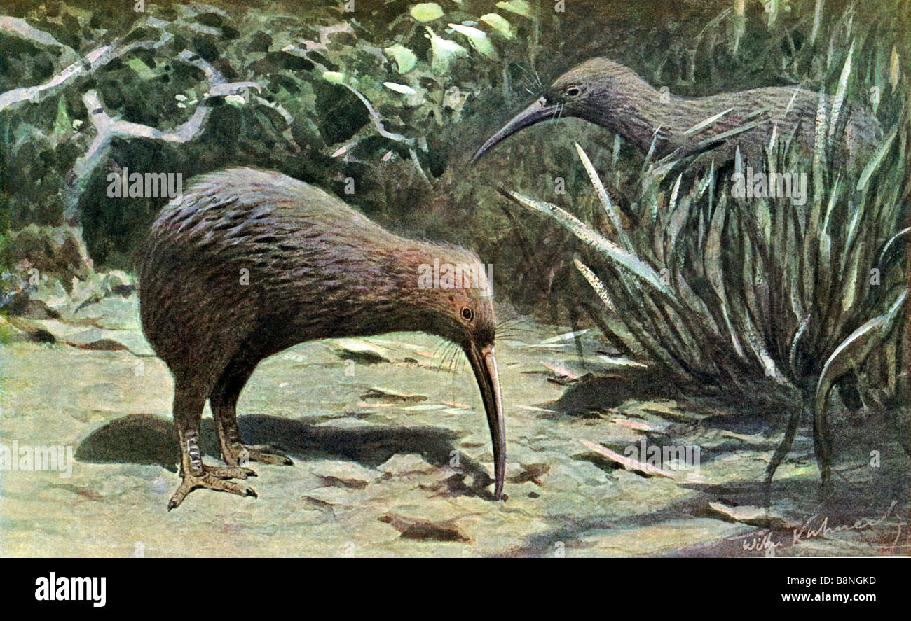 North Island Brown Kiwi, Apteryx mantelli Stock Photo