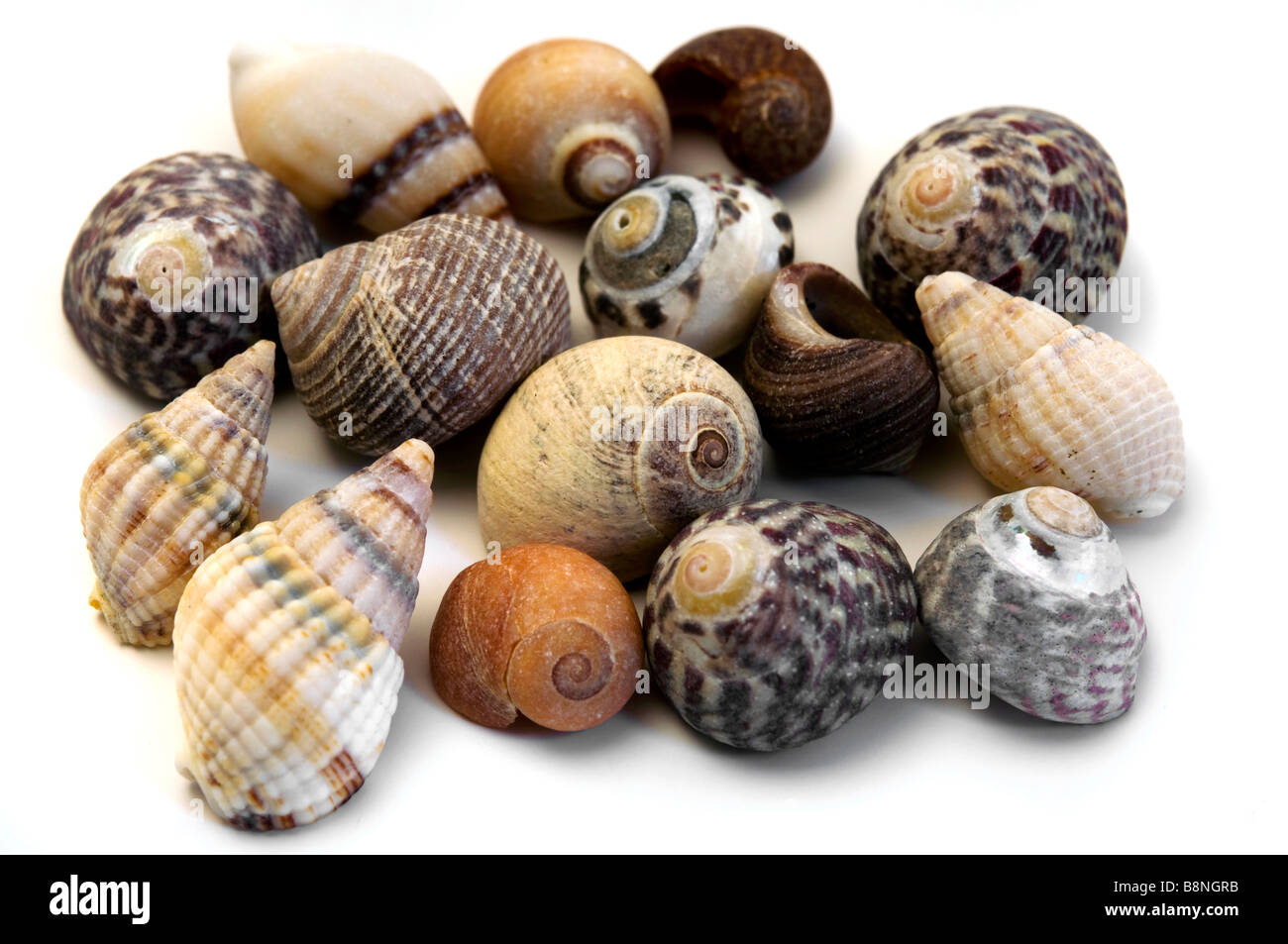 Collection of seashells on a white background Stock Photo