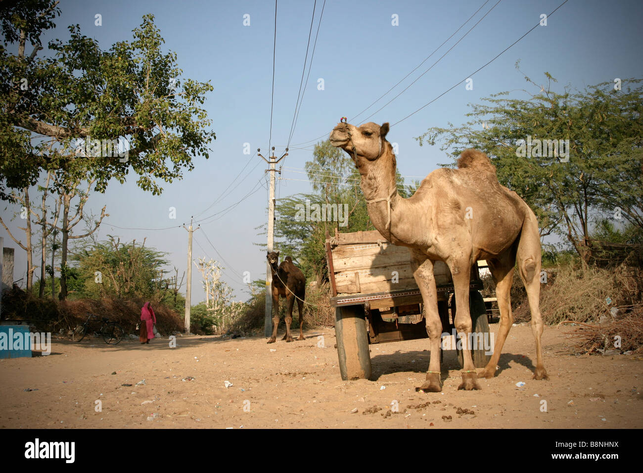 Camels in Pushkar, India Stock Photo