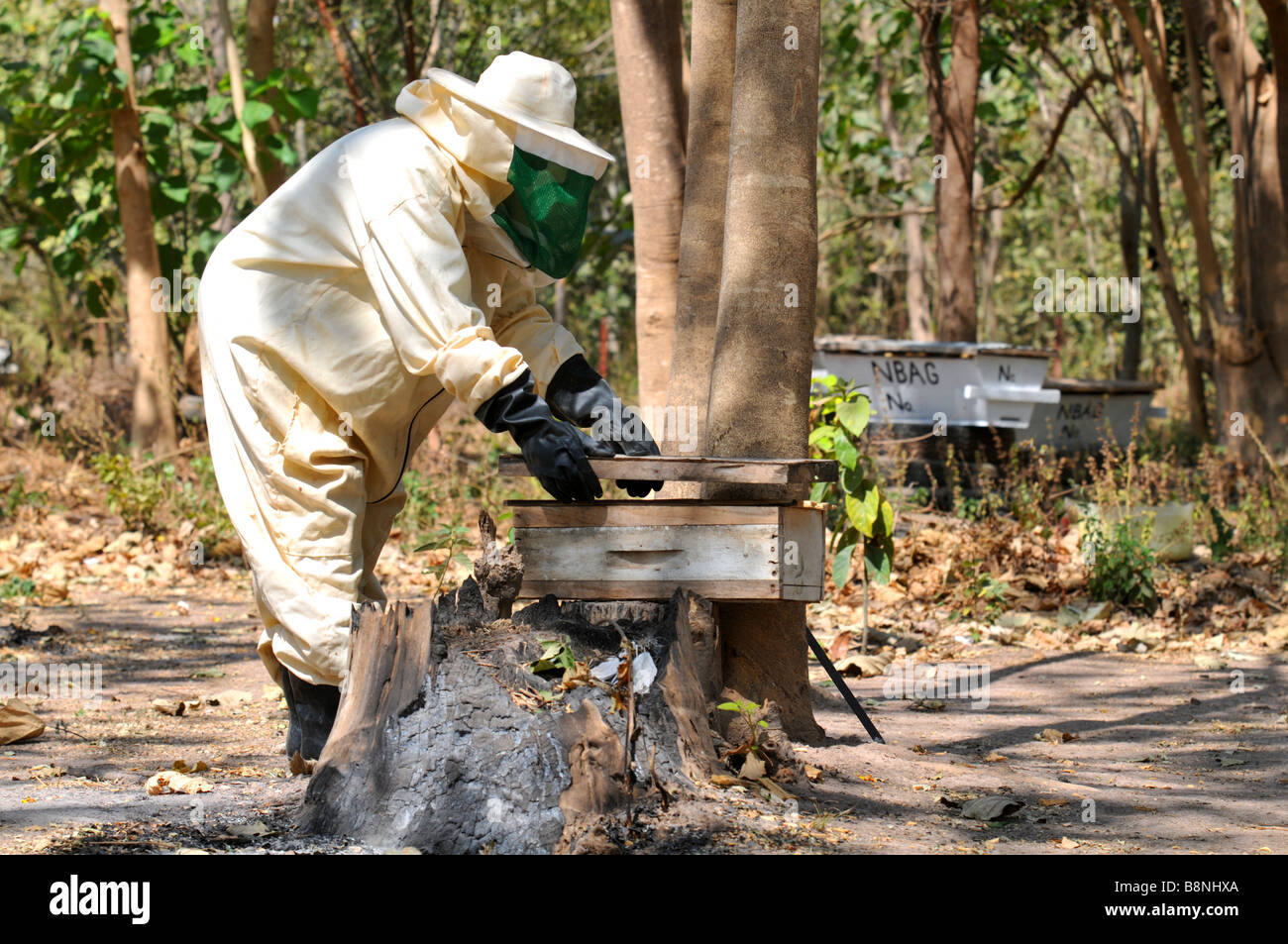 Beekeeper, beekeeping, The Gambia, West Africa Stock Photo
