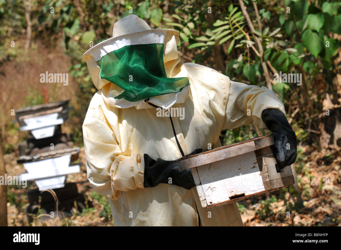 Beekeeper, beekeeping, The Gambia, West Africa Stock Photo