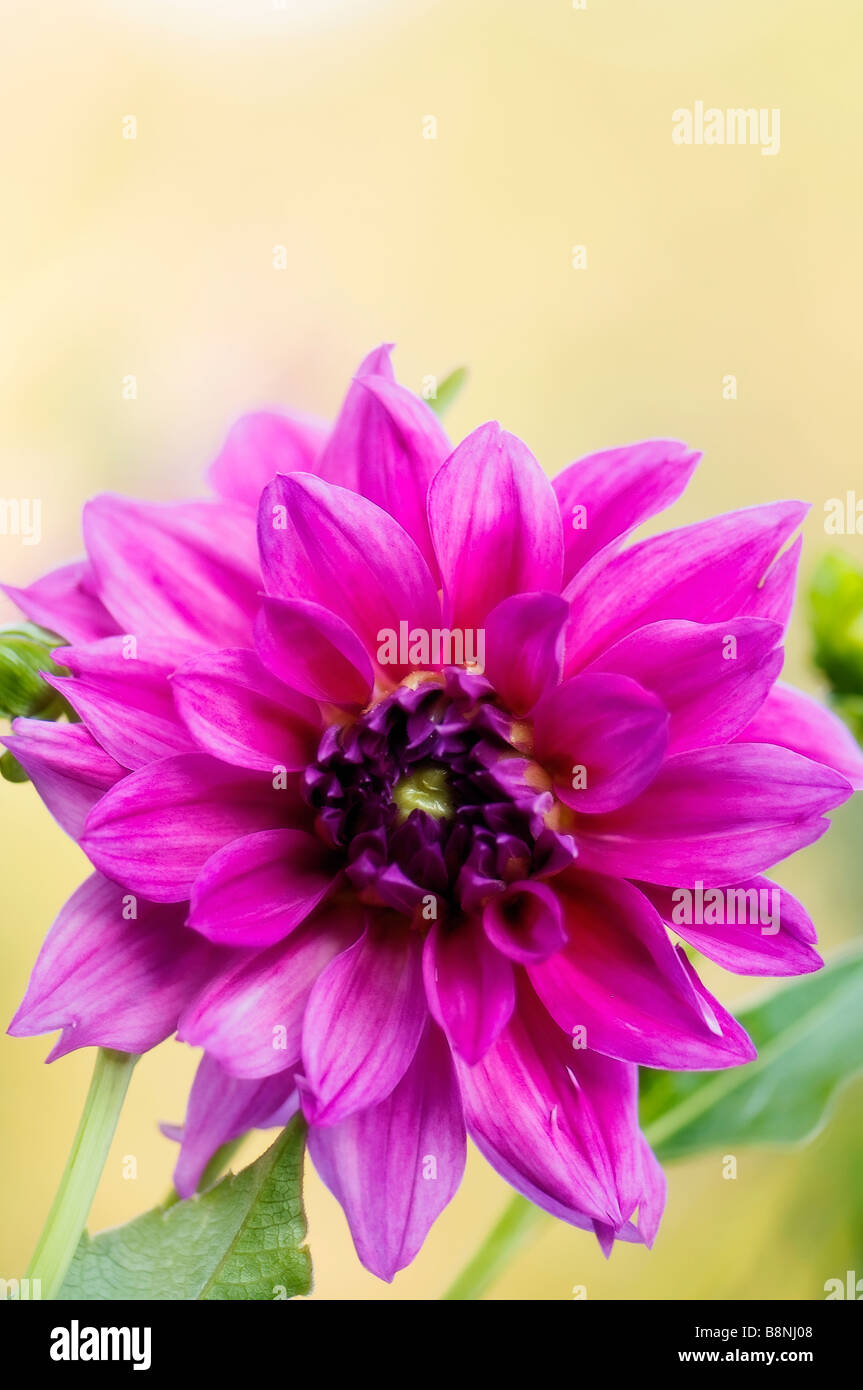 Young dahlia bud hi-res stock photography and images - Alamy
