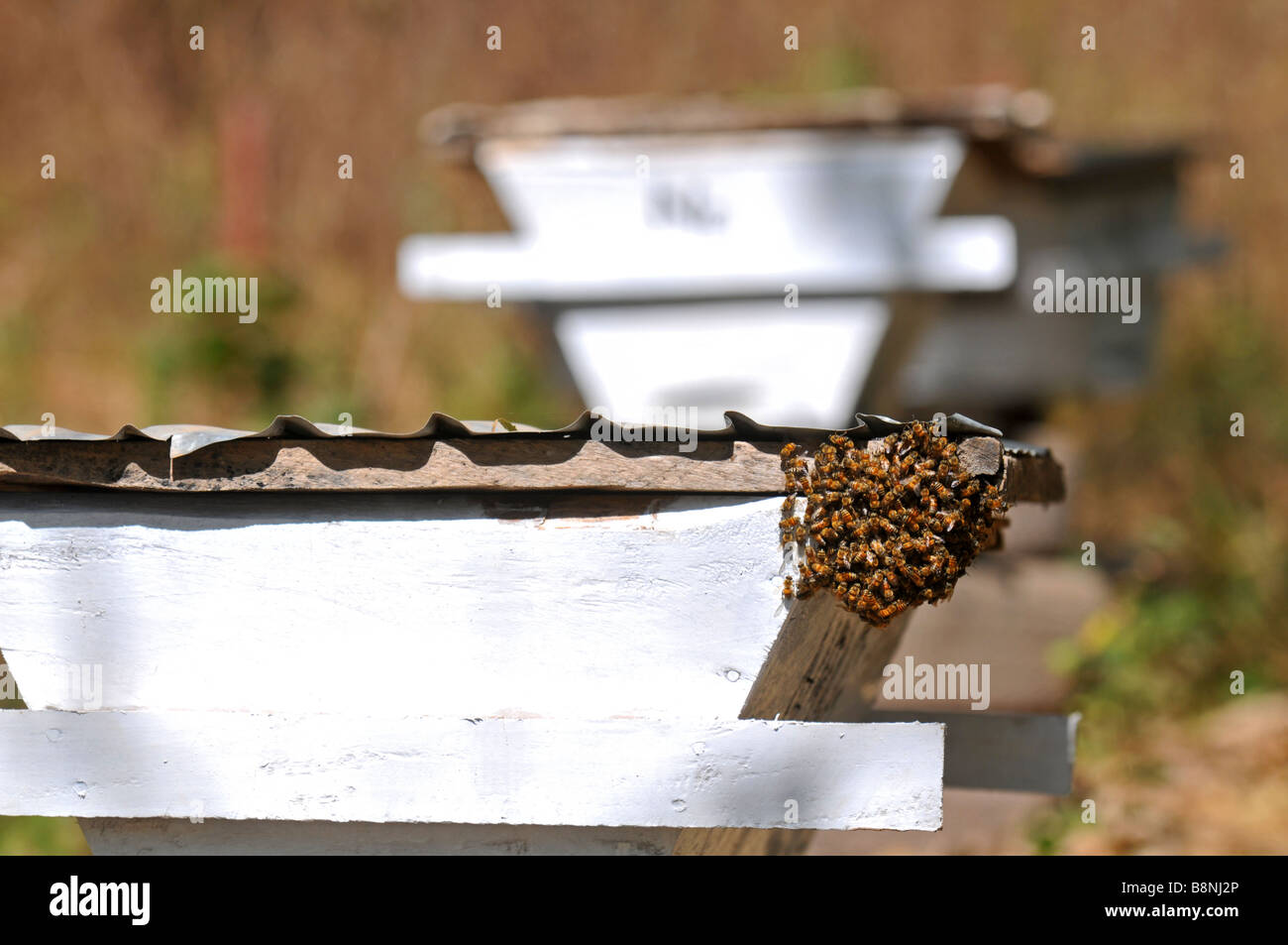 Beehive, The Gambia, West Africa Stock Photo