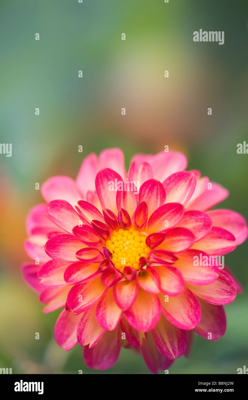Raspberry Pink Picotee Dahlia Flower with Yellow Eye Stock Photo Alamy