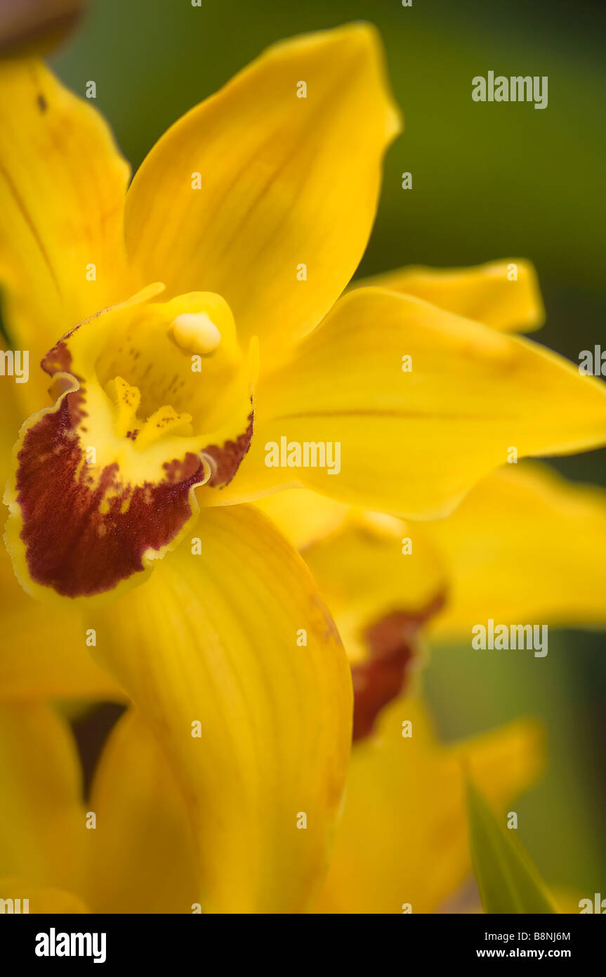 Yellow Cymbidium Orchid Close-up Stock Photo