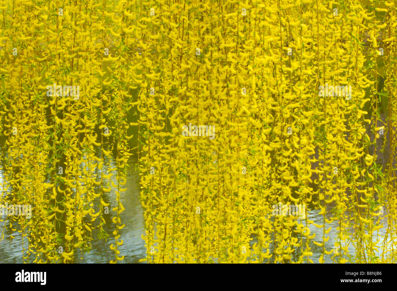 Yellow Willow Catkins Pattern Stock Photo